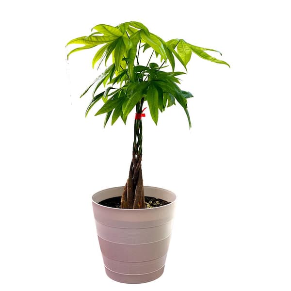 Vigoro 6 in. Money Tree in Multi-Colored Decor Pot 1006136964 - The Home  Depot