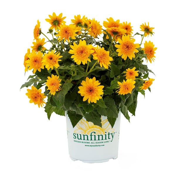 Unbranded 1.0 GL Sunflower Sunfinity Annual Plant with Yellow Flowers-(1-Pack)