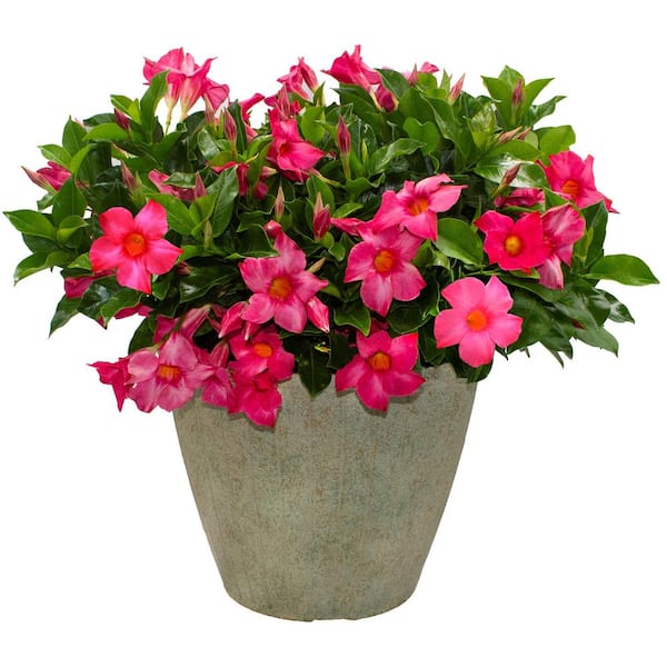 Rio 3.1 Gal. (#12) Patio Upgrade Dipladenia Flowering Annual Shrub with Pink Blooms