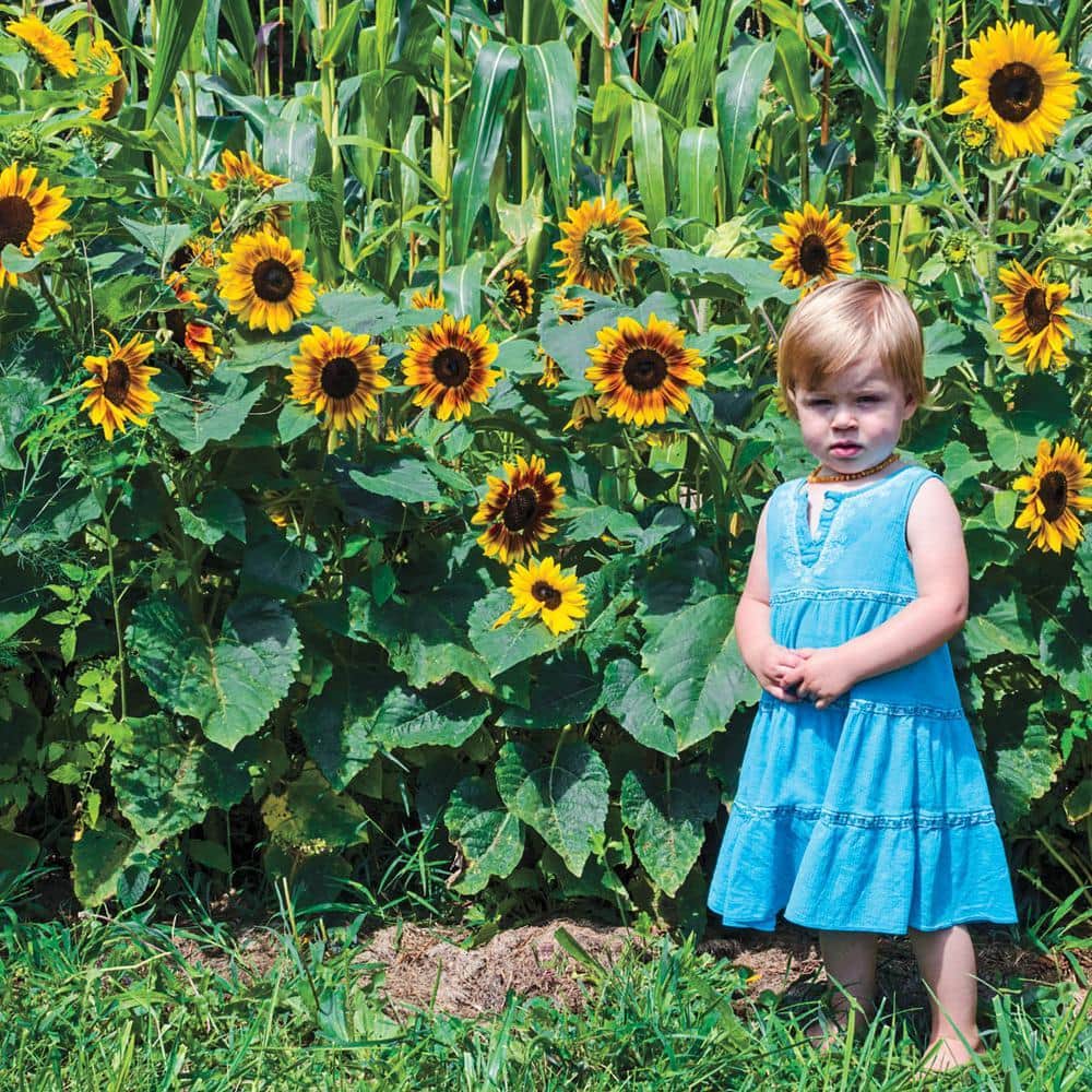 gurney-s-flower-seeds-04503-