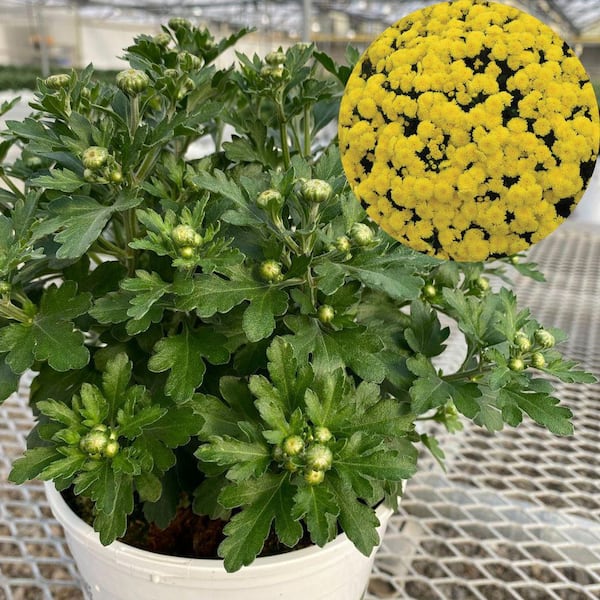 PROVEN WINNERS 1 Gal. Royale, Proven Selections Yellow Bethany Yellow Garden Mum (Chrysanthemum), Live Plant (1-Pack)
