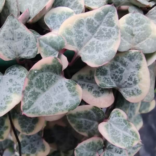 ALTMAN PLANTS 6 in. Variegated Chain of Hearts (Ceropegia Woodii