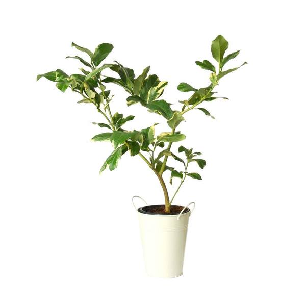 Bloomsz Fig Trees in Decorative Planter