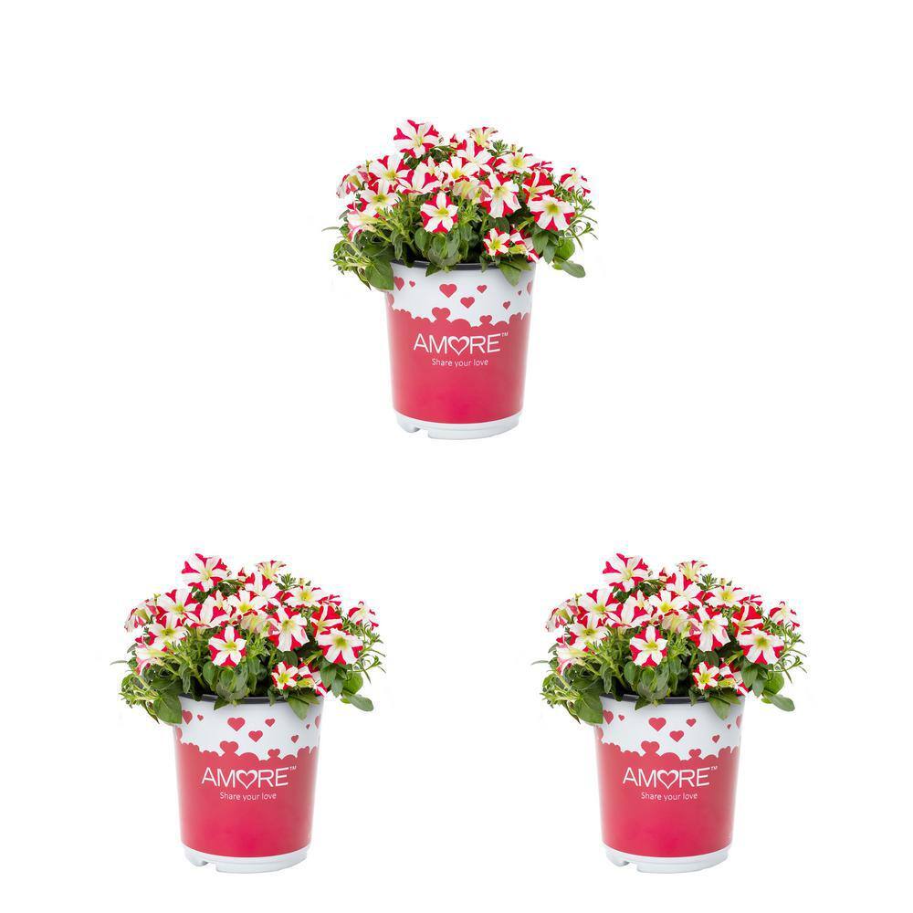 2 QT. Amore King of Hearts Red and White Petunia Annual Plant (3-Pack) price history on PriceWatchPro