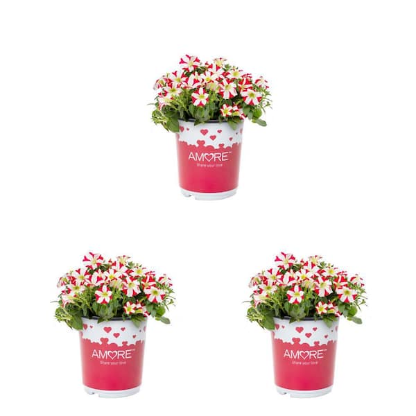 METROLINA GREENHOUSES 2 QT. Amore King of Hearts Red and White Petunia Annual Plant (3-Pack)