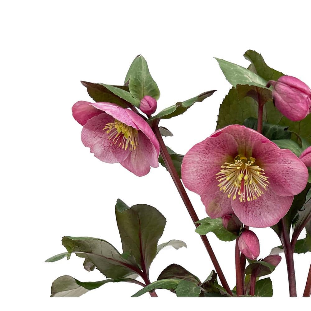 1.0 qt. Hellebore Frostkiss Charmer Perennial Plant With Pink Flowers - (1 