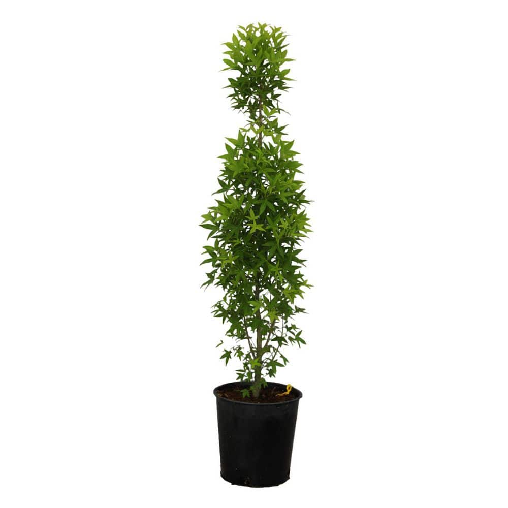 Slender Shade Tree 2 gal. Slender Silhouette Deciduous Sweetgum Tree GUMSLE02GH - The Home ...