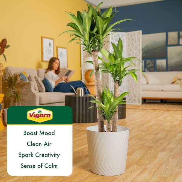 Reviews for Vigoro Dracaena Mass Cane Indoor Plant in 12 in. Decor Pot,  Avg. Shipping Height 48-60 in. Tall | Pg 1 - The Home Depot