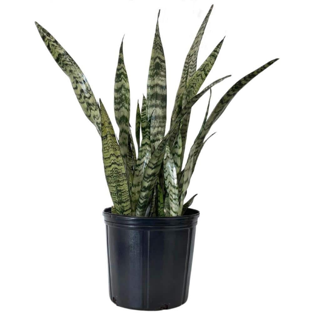 Nature's Way Farms, LLC 2 Gal. Live Sansevieria Zeylanica Plant in