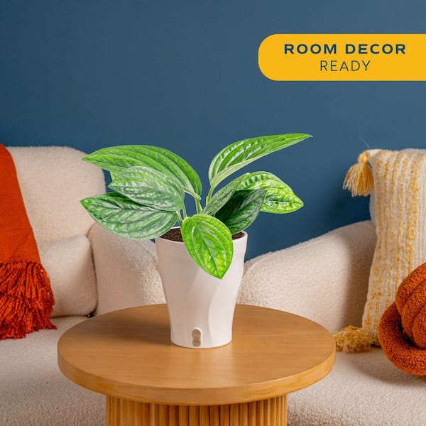 Trending Tropical Monstera Peru Indoor Plant in 6 in. Self-Watering Pot, Avg. Shipping Height 1-2 ft. Tall