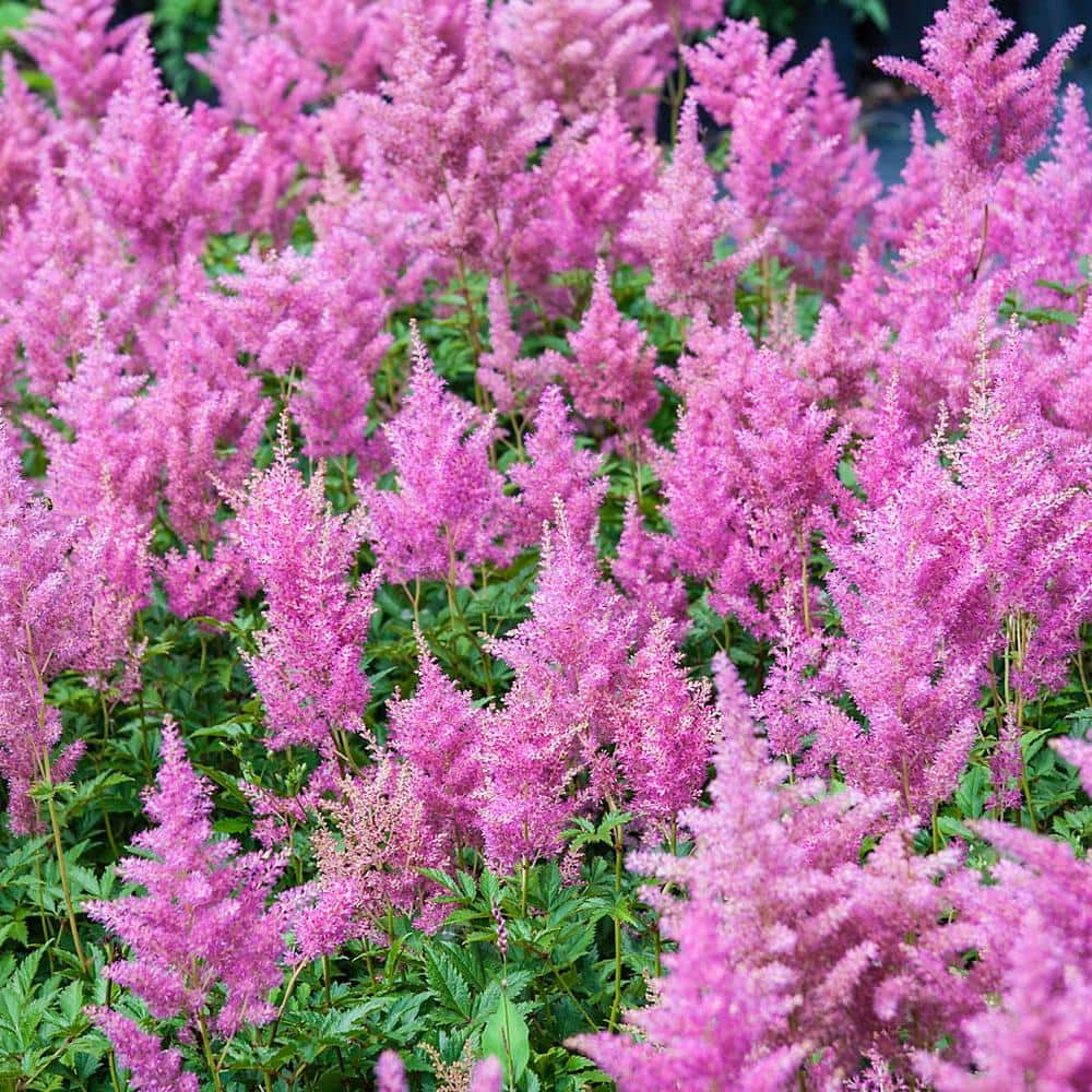 Spring Hill Nurseries Rheinland Astilbe Dormant Bare Root Perennial ...