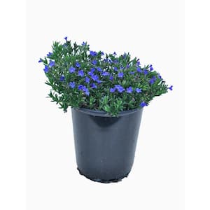 Perennial Lithodora Blue 2.5 Qt. - 4-Pack
