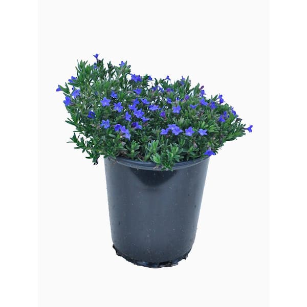 Unbranded 2.5 Qt. Spring Flowering Perennial Lithodora