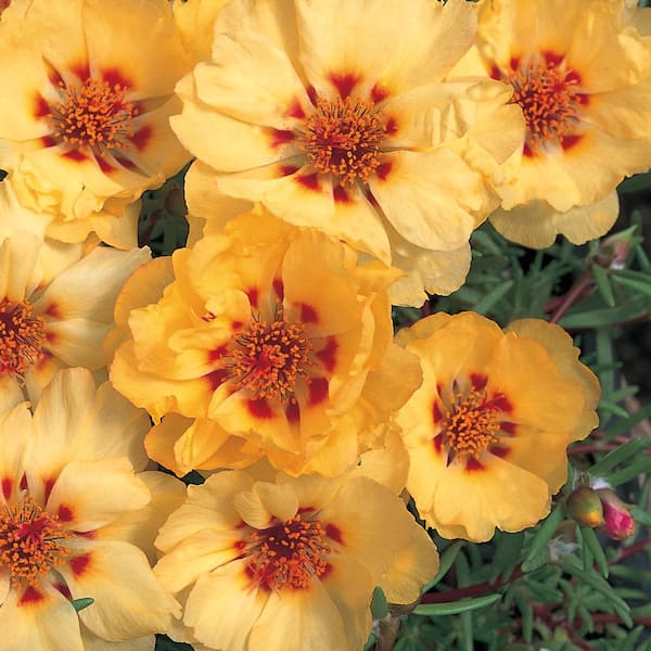 Unbranded 4.5 in. Yellow Moss Rose Purslane Plant