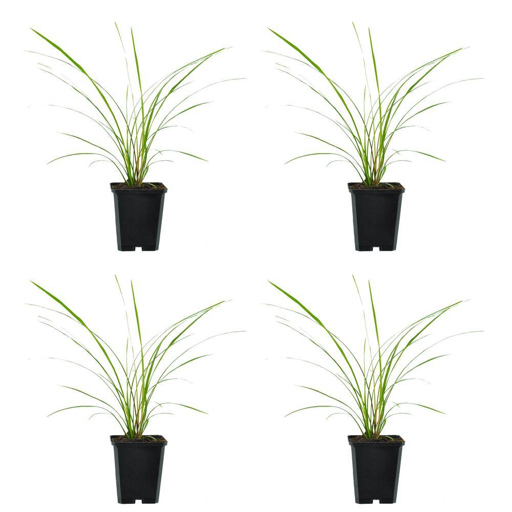 Perennial Dracaena Indivisa 1.0 PT - (4-Pack)
