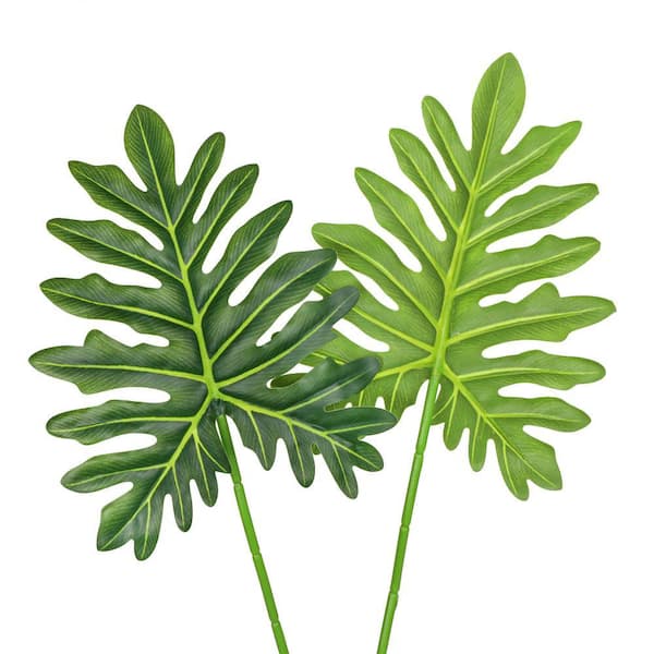 best soil for prayer plant Prayer Plant  Plant Detectives