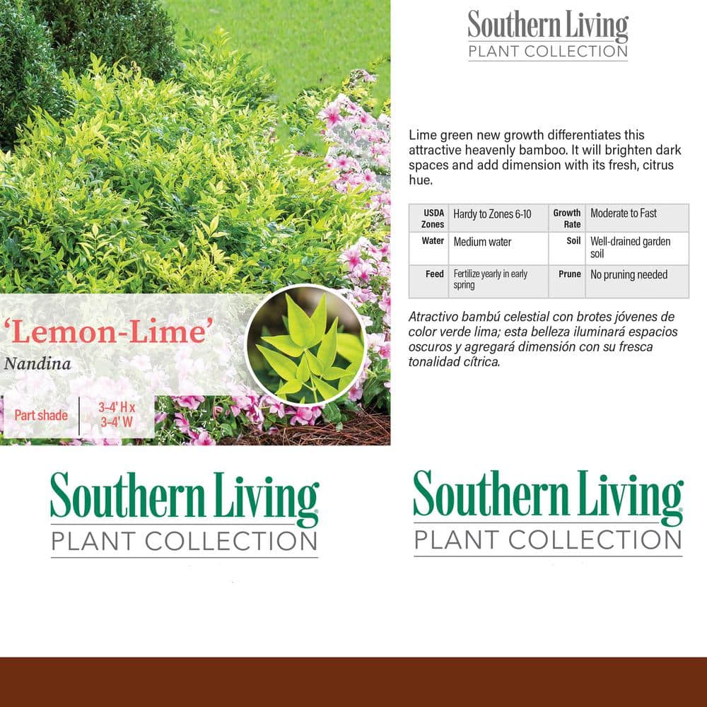 2 Gallon Lemon Lime Evergreen Nandina Shrub