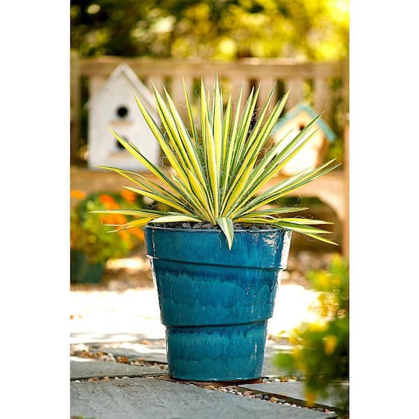 3 Gal. Color Guard Adams Needle (Yucca) Flowering Live Shrub with Cream Flowers
