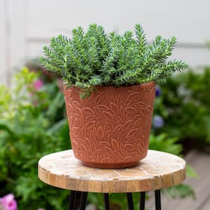 #4 1-Pint Blue Spruce Silver Sedum Plant