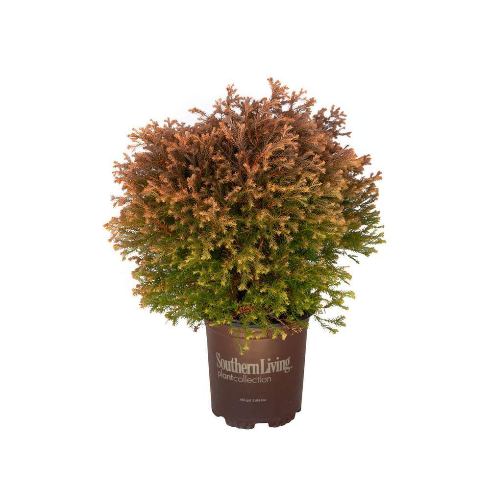 thumbnail image 2 of Little Giant Dwarf Arborvitae (Thuja Occidentalis) – Live Plant In 2.5 QT Fabric Grow Bag 2 of 3