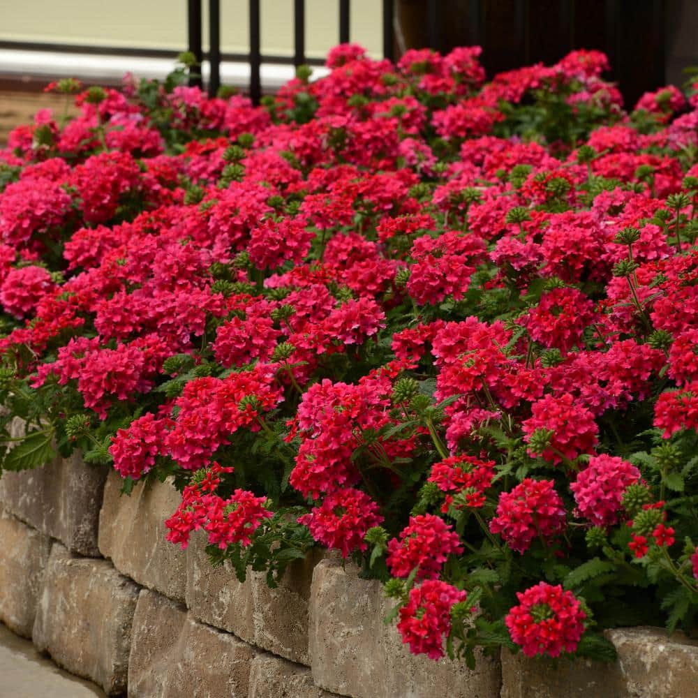 national PLANT NETWORK 4 in. EnduraScape Hot Pink Bloom Verbena