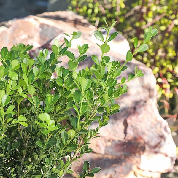 ALTMAN PLANTS 1 Gal. Japanese Boxwood Shrub Plant 0881281 - The