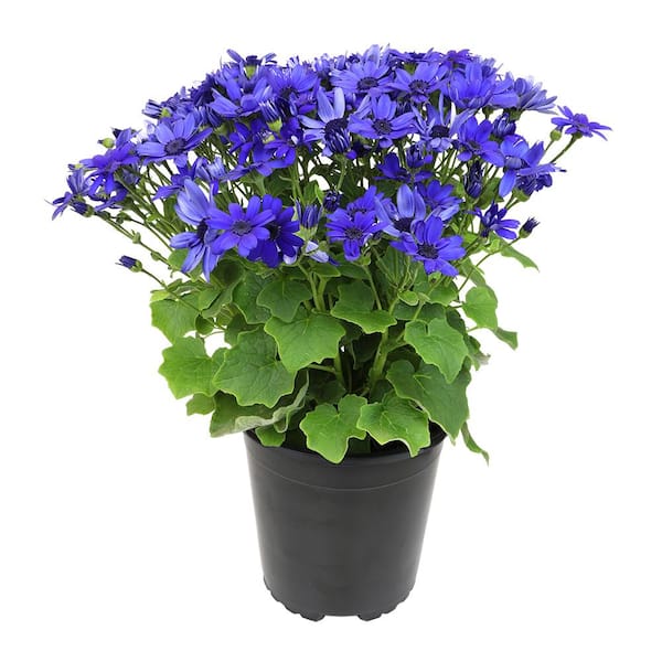 ALTMAN PLANTS Pericallis Senetti Super Blue Garden Outdoor Plant in 2.5 qt. Grower Pot