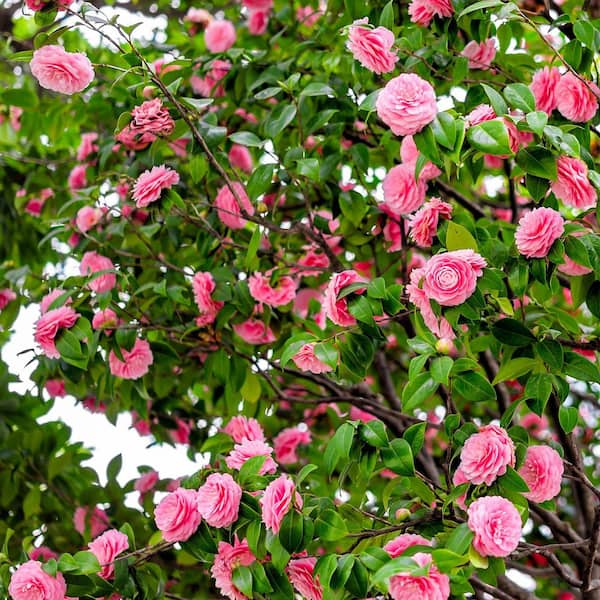 national PLANT NETWORK 1 gal. Camellia Pink Perfection Live Shrub