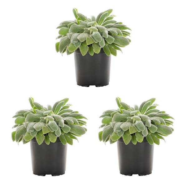 METROLINA GREENHOUSES 2 qt. Sctachys Byzantina Lamb's Ear Green Perennial Plant (3-Pack)