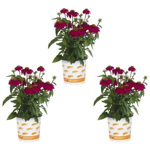 2.5 Qt. Sombrero Baja Burgundy Cone Flower Echinacea Perennial Plant (3-Pack)