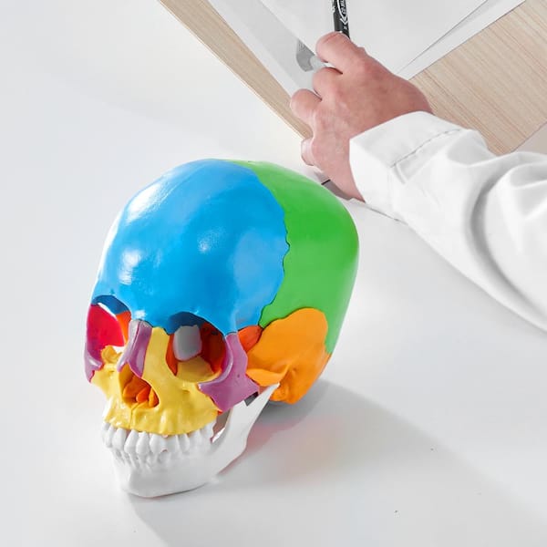 VEVOR Human Skull Model 22 Parts Human Skull Anatomy, Life-Size