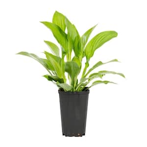 1 Qt. Green Royal Standard Hosta Perennial Plant