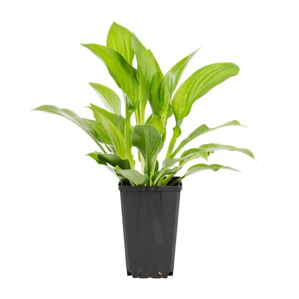 METROLINA GREENHOUSES 1 Qt. Green Royal Standard Hosta Perennial Plant
