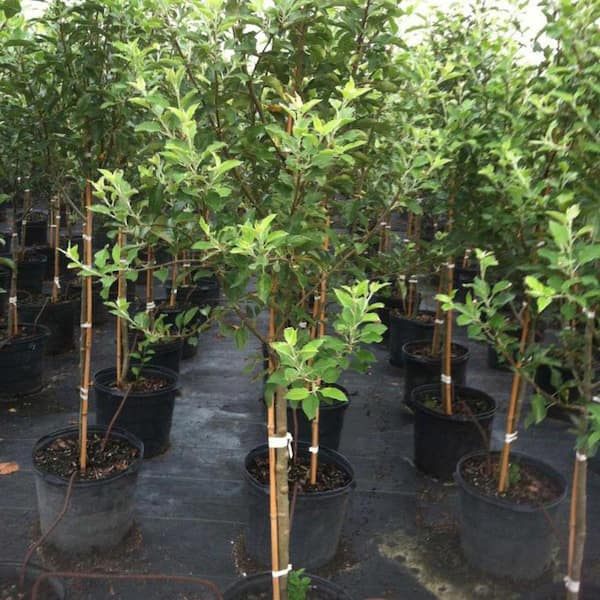 7 gal. Granny Smith Apple Tree