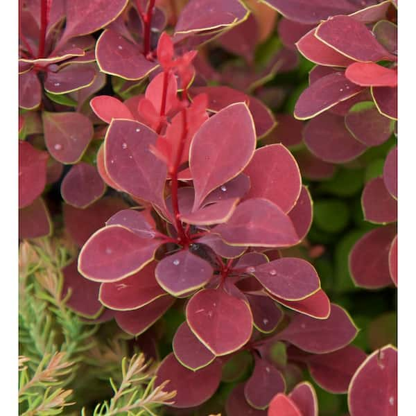 1.5 Gal. Orange Rocket Barberry, Live Deciduous Shrub, Ruby Red Foliage