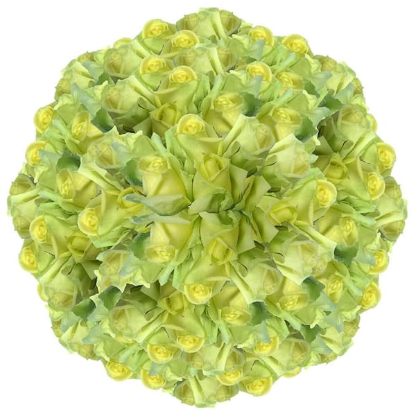 Globalrose 250 Stems of Amandine Roses- Fresh Flower Delivery