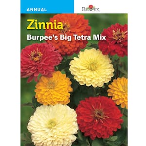 Zinnia Big Tetra Mix Seed
