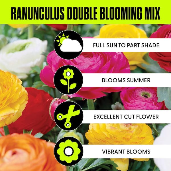Butter Cups Ranunculus Double Blooming Mixed Bulbs (Set of 25)
