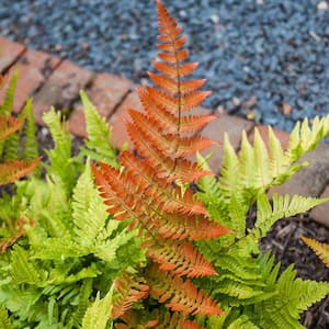 3 in. Pot Brilliance Autumn Fern (Dryopteris), Live Potted Perennial Plant (1-Pack)