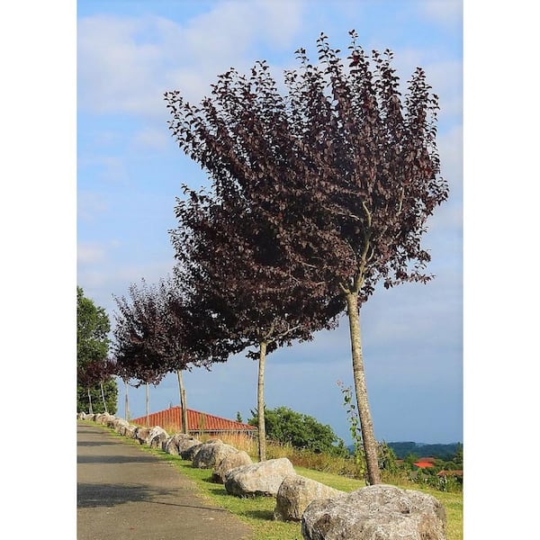 Online Orchards Vesuvius Flowering Plum Tree (Bare Root, 3 ft. to 4 ft. Tall)