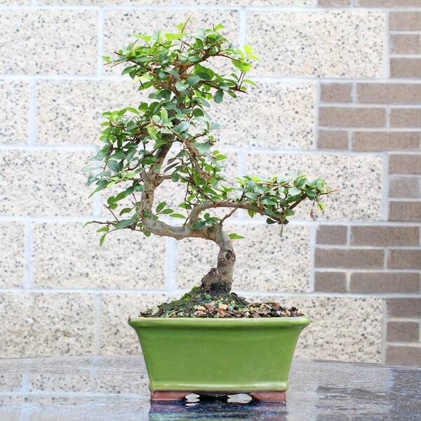 420.英仙造 染付段足長方 盆栽鉢 6.6*5.3*3cm Chinese Elm – Straight Trunk – Shohin – 6″ to 8″ Pots