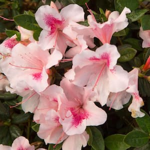 1 Gal. Autumn Chiffon Encore Azalea Shrub with Bicolor White and Magenta Pink Reblooming Flowers