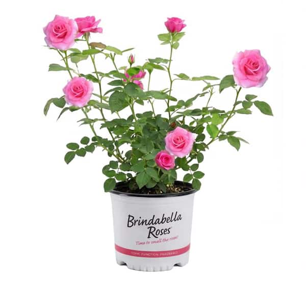 1 Gal. Pink Princess Brindabella Live Rose with Pink Flowers (1-Pack)