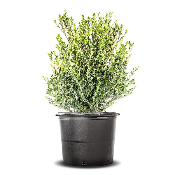 Perfect Plants Wintergreen Boxwood Shrub in 7 Gal. Grower's Pot