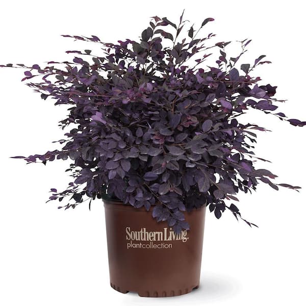 2 Gal. Purple Diamond Semi-Dwarf Loropetalum, Evergreen Shrub with Purple Foliage, Pink Ribbon Blooms