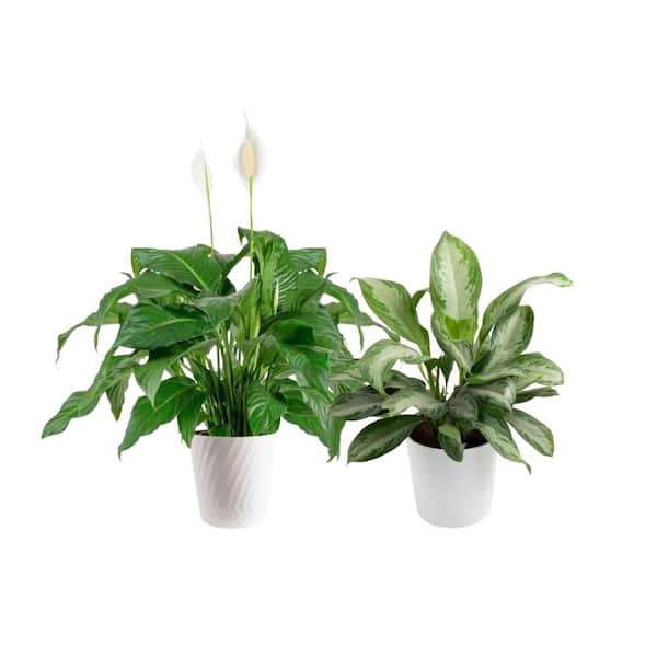 Air Purifying Houseplants Bundle: Spathiphyllum Peace Lily and Aglaonema Chinese Evergreen Indoor Plants