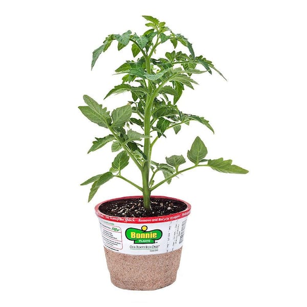Bonnie Plants 4.5 in. Better Bush Tomato