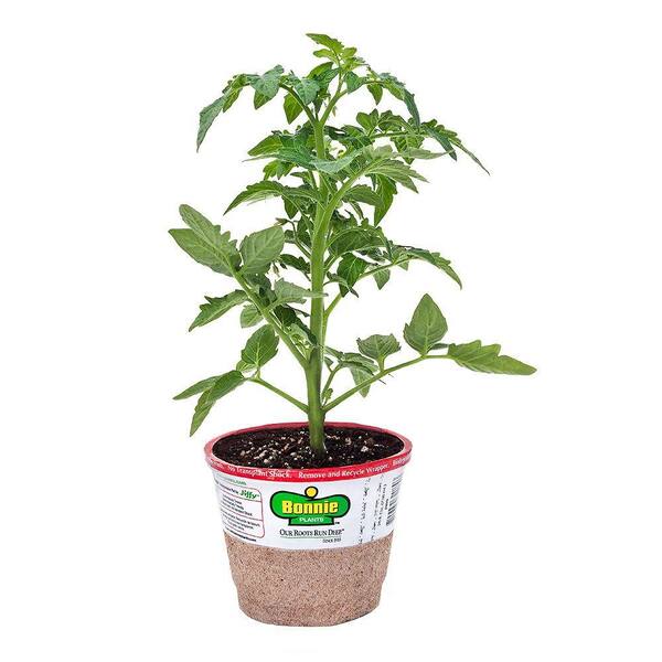 Bonnie Plants 4.5 in. Roma Tomato