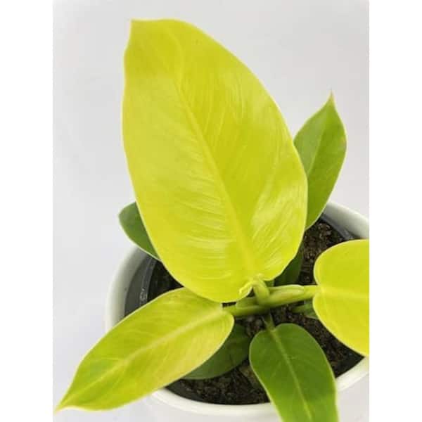 Wekiva Foliage Moonlight Philodendron-Live Plants in 6 in. Pots-Rare and Elegant Indoor Houseplant