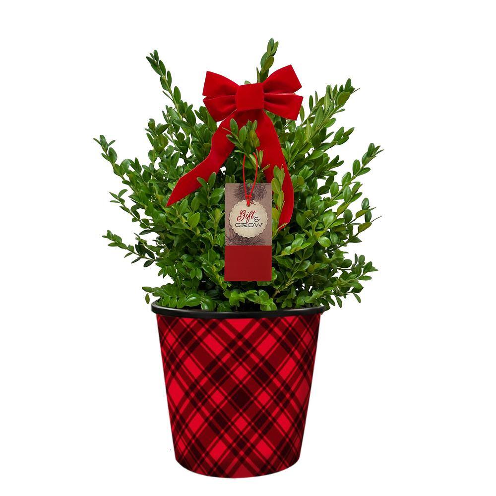 BELL NURSERY 1 Gal. Boxwood Live Evergreen Shrub in Deco Plaid Pot